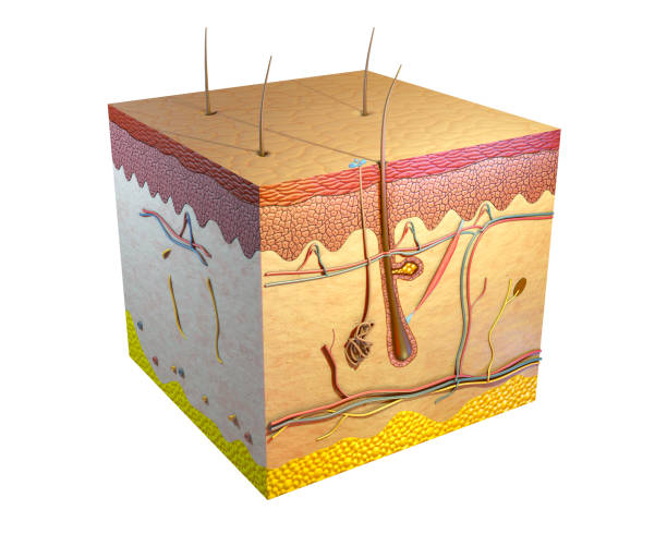 Human skin cross section. Digital illustration, 3D render.